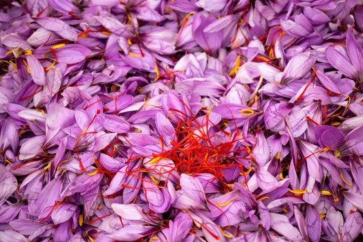 راهنمای خرید زعفران